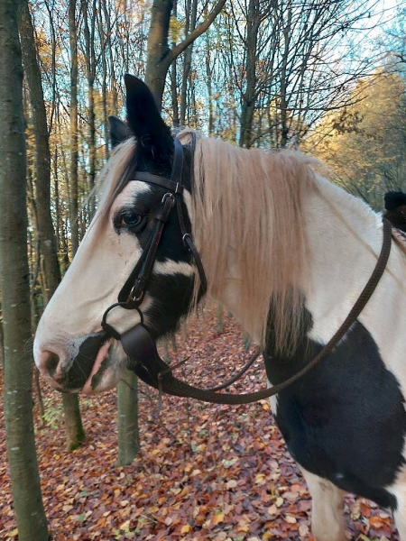 Vaquero Western-Set Kopfstück, Gebiss und Zügel